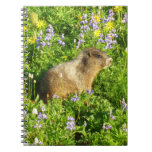 Marmot in Mount Rainier Wildflowers Notebook