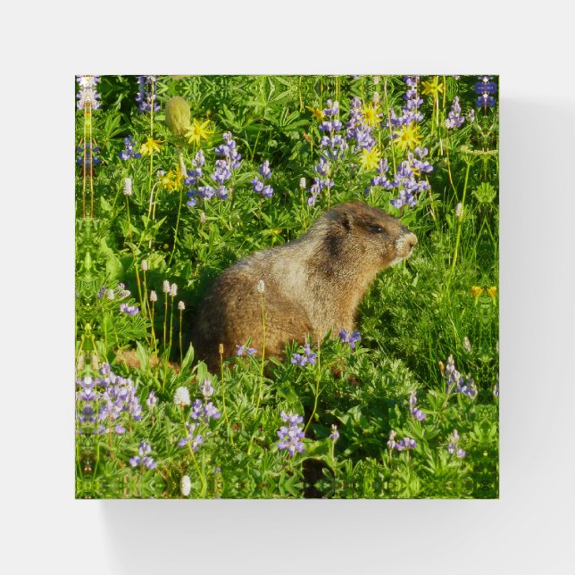 Marmot in Mount Rainier Wildflowers Paperweight (Front)