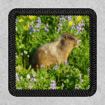 Marmot in Mount Rainier Wildflowers Patch