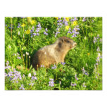 Marmot in Mount Rainier Wildflowers Photo Print