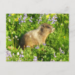 Marmot in Mount Rainier Wildflowers Postcard
