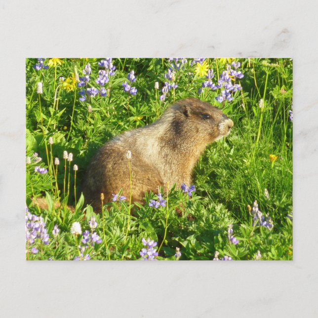 Marmot in Mount Rainier Wildflowers Postcard (Front)