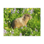 Marmot in Mount Rainier Wildflowers Postcard