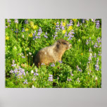 Marmot in Mount Rainier Wildflowers Poster