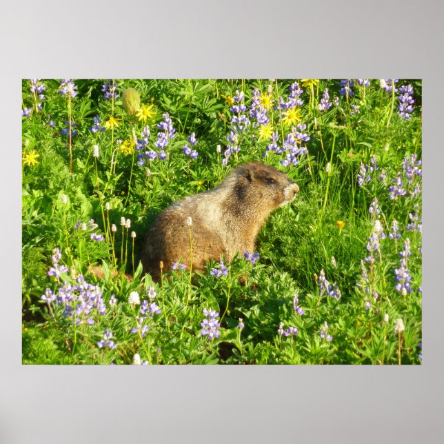 Marmot in Mount Rainier Wildflowers Poster (Front)