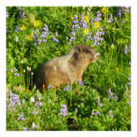 Marmot in Mount Rainier Wildflowers Poster