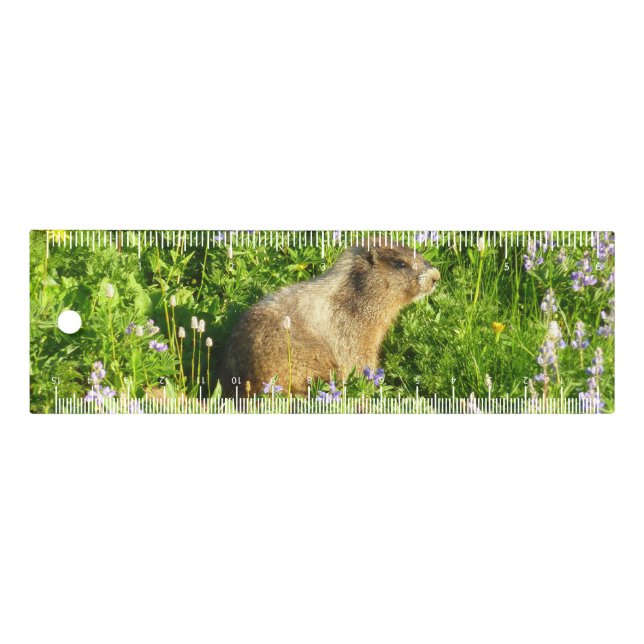 Marmot in Mount Rainier Wildflowers Ruler (Front)