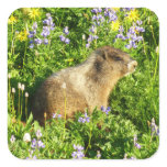 Marmot in Mount Rainier Wildflowers Square Sticker