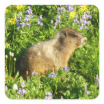 Marmot in Mount Rainier Wildflowers Square Sticker