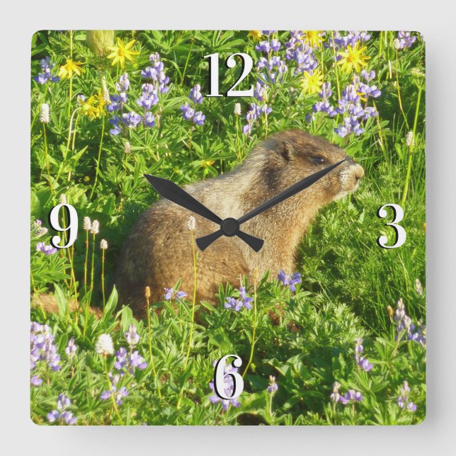 Marmot in Mount Rainier Wildflowers Square Wall Clock (Front)