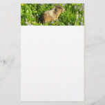 Marmot in Mount Rainier Wildflowers Stationery