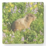 Marmot in Mount Rainier Wildflowers Stone Coaster