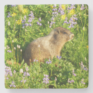 Marmot in Mount Rainier Wildflowers Stone Coaster