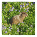 Marmot in Mount Rainier Wildflowers Trivet