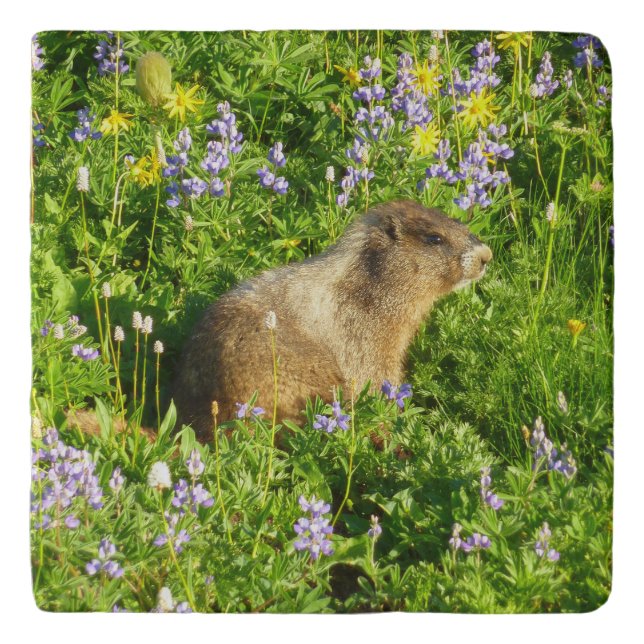 Marmot in Mount Rainier Wildflowers Trivet (Front)