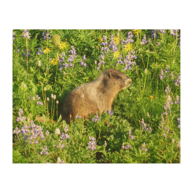 Marmot in Mount Rainier Wildflowers Wood Wall Art (Front)