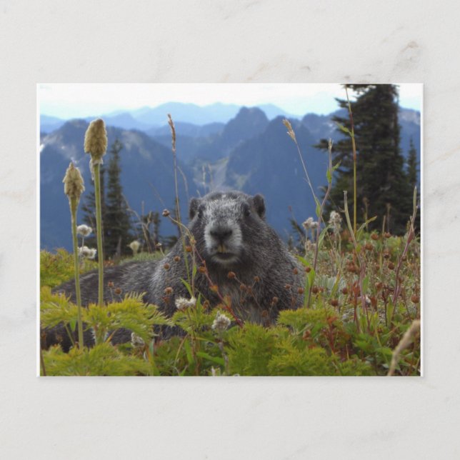 marmot in paradise postcard (Front)