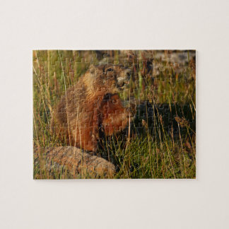 marmot jigsaw puzzle