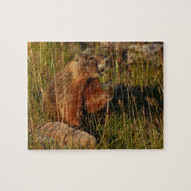 marmot jigsaw puzzle (Horizontal)