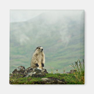 Marmot Magnet