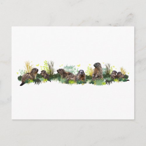Marmot Meadow Postcard