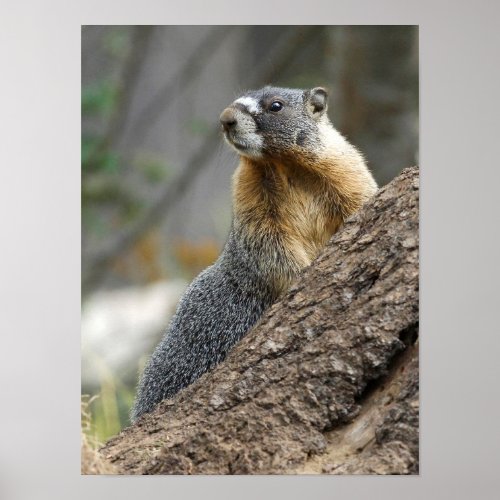 Marmot Meaning against a Rock Poster