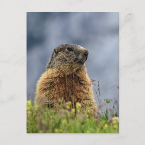 marmot on alpine meadow postcard