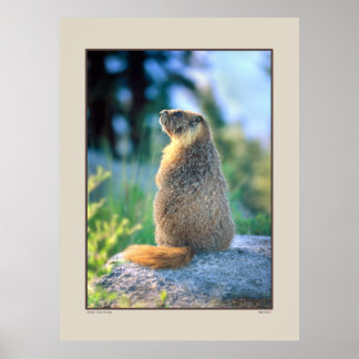 Marmot on Boulder - Sierra Nevadas California Poster