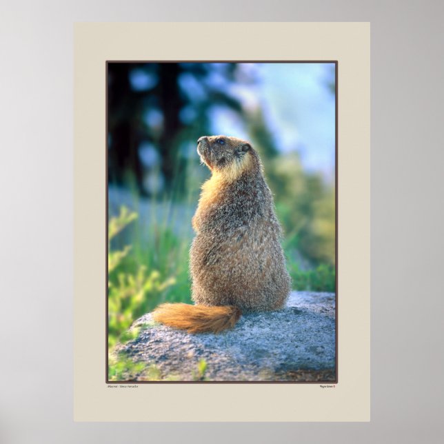 Marmot on Boulder - Sierra Nevadas California Poster (Front)