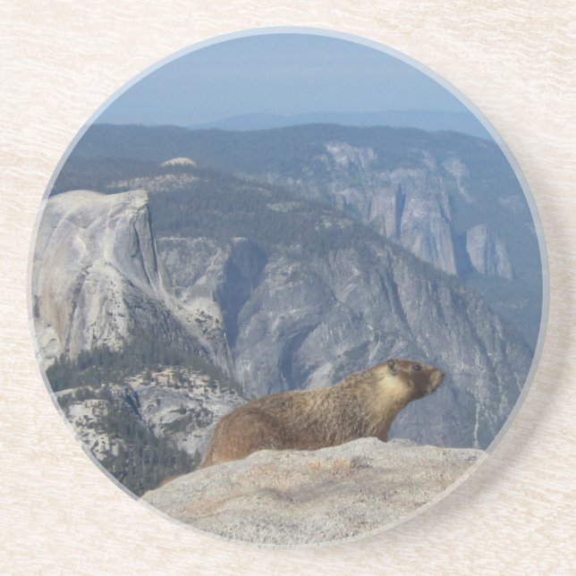 Marmot Overlooking Half Dome from Clouds Rest - Yo Drink Coaster (Front)