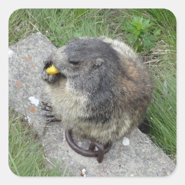 Marmot stickers (Front)