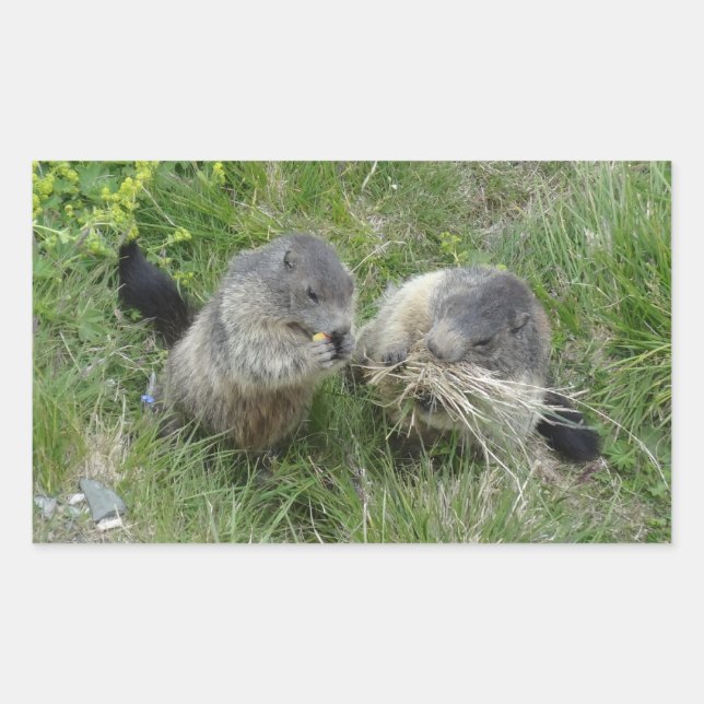 Marmot stickers (Front)