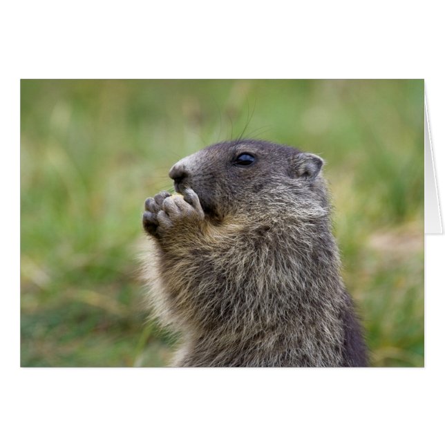 Marmota marmota cards (Front Horizontal)