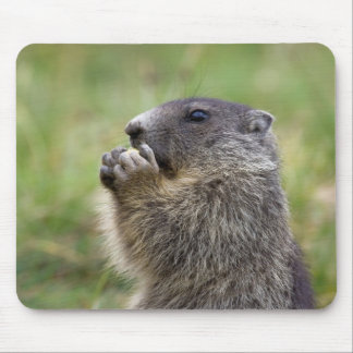 Marmota marmota mouse pad