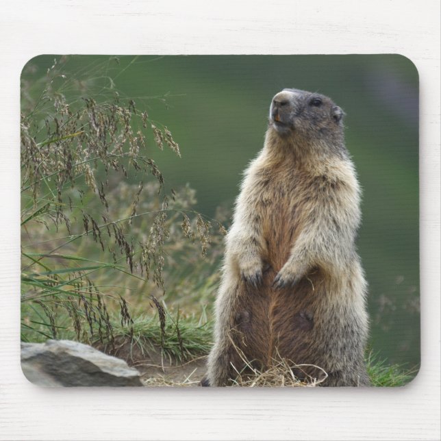 Marmota marmota mouse pad (Front)