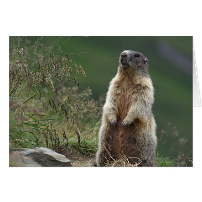Marmota marmota Murmeltier Cards (Front Horizontal)