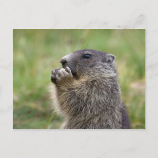 Marmota marmota postcard