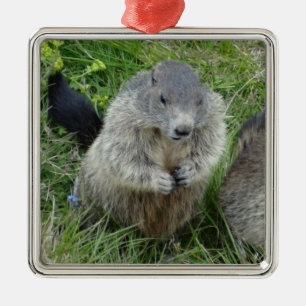 Marmots ornament