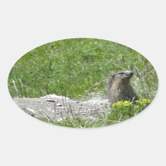 marmots oval sticker