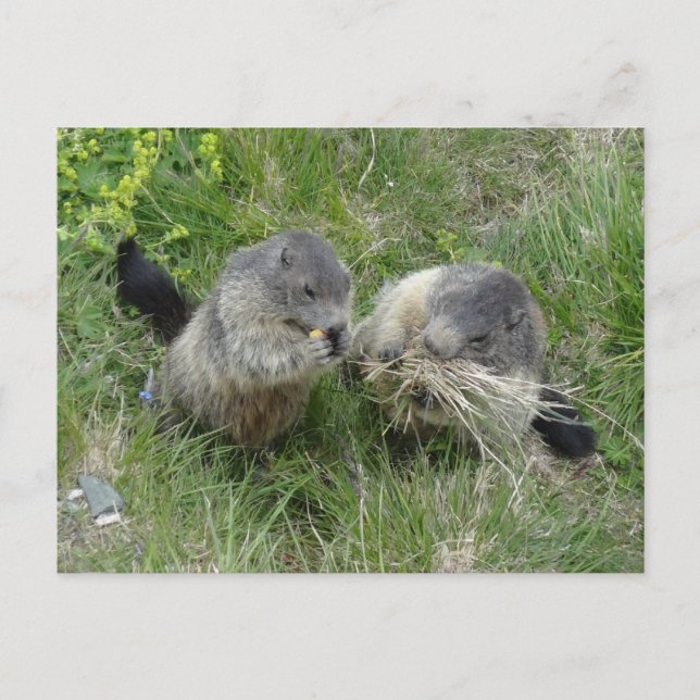 Marmots postcard (Front)