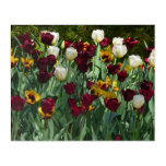 Maroon and Yellow Tulips Colorful Floral Acrylic Print