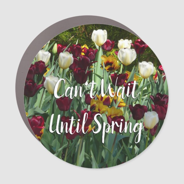 Maroon and Yellow Tulips Colorful Floral Car Magnet (Front)