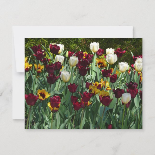Maroon and Yellow Tulips Colorful Floral Card (Front)