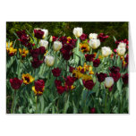Maroon and Yellow Tulips Colorful Floral Card