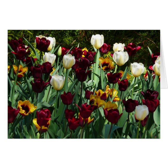 Maroon and Yellow Tulips Colorful Floral Cards (Front Horizontal)