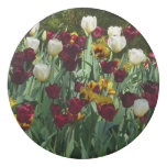 Maroon and Yellow Tulips Colorful Floral Eraser