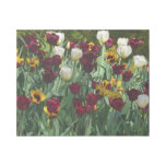 Maroon and Yellow Tulips Colorful Floral Gallery Wrap