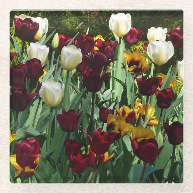 Maroon and Yellow Tulips Colorful Floral Glass Coaster (Front)