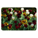 Maroon and Yellow Tulips Colorful Floral Magnet