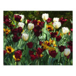 Maroon and Yellow Tulips Colorful Floral Photo Print